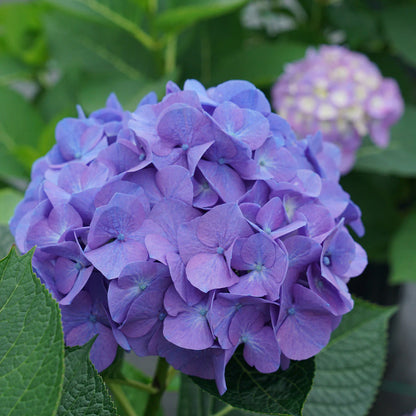 Hydrangeas imported