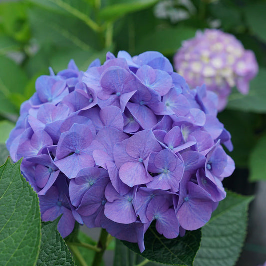 Hydrangeas imported