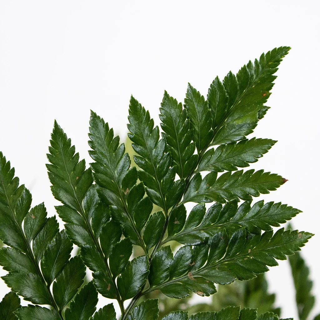 Leather Leaf