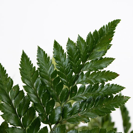 Leather Leaf