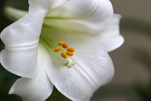 St Joseph Lilies