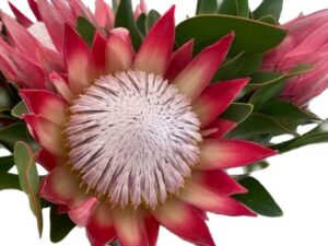 Protea cynaroide Madiba Red