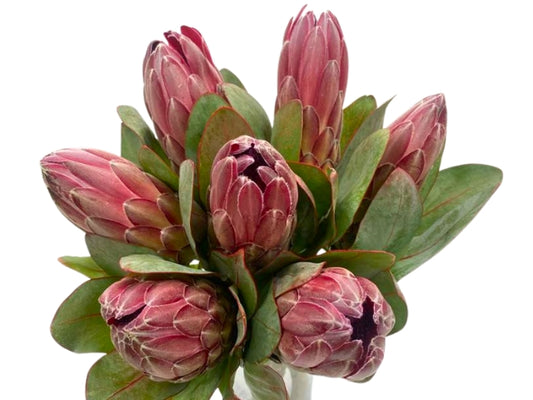 Protea Sharon Pink