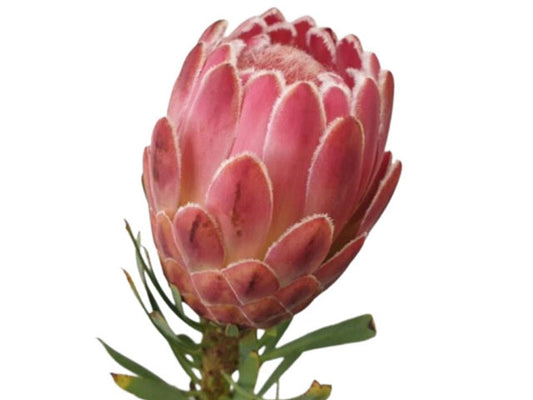 Protea Venus Red