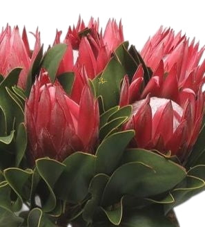 Protea cynaroide Madiba Red