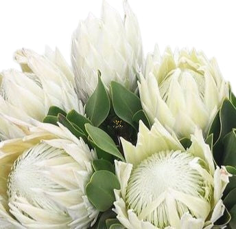 Protea Arctic Ice White
