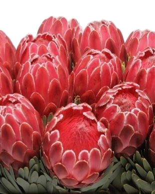 Protea Venus Red