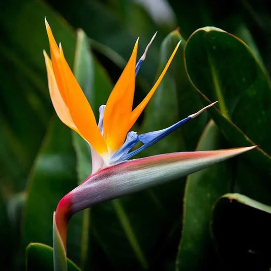 Strelizia
