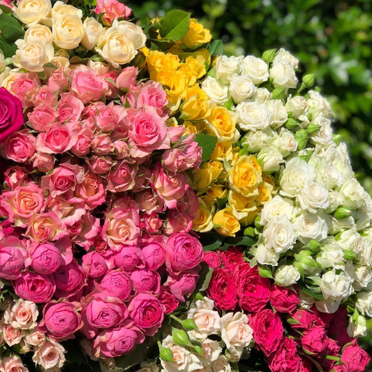Spray Roses